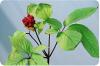 ginseng-tree-tb.jpg